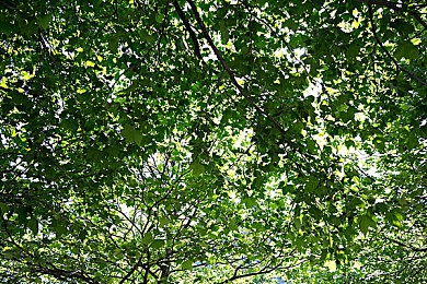 香蕉十八度和二十三度的区别｜“温度决定口感，香蕉十八三度间营养大揭秘”-2